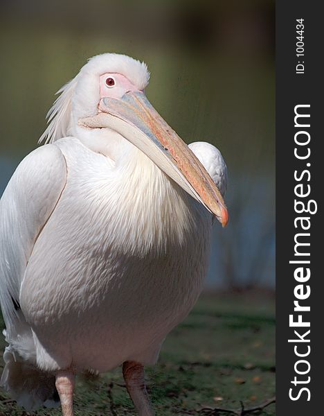 Fron view of white pelican