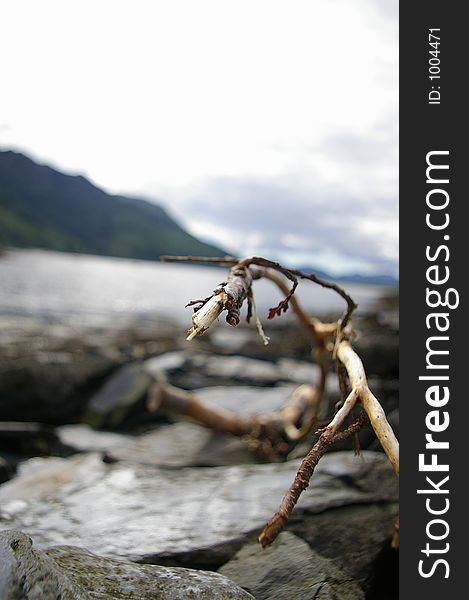 A branch on a beach in scotland. A branch on a beach in scotland