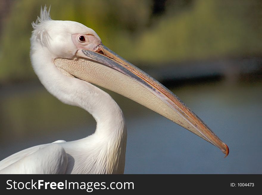 Head of white pelican