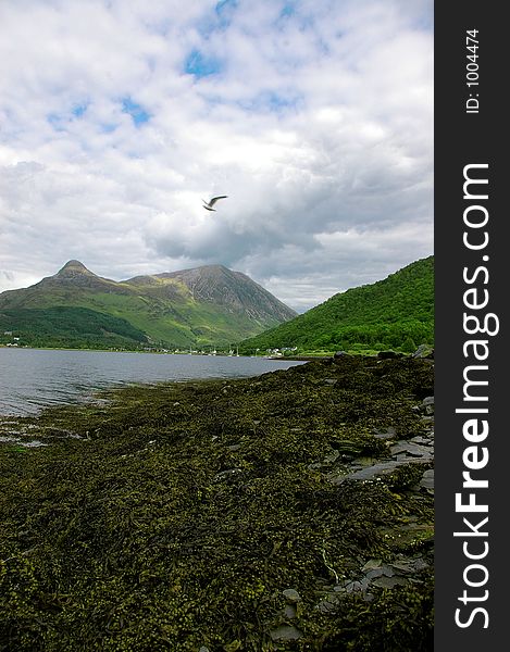 A gull flying over a loch landscape. A gull flying over a loch landscape