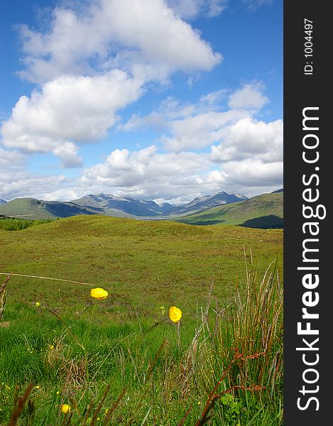 Two yellow flowers in a scottish field in front of mountains. Two yellow flowers in a scottish field in front of mountains