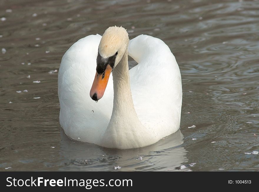 White swan , front view