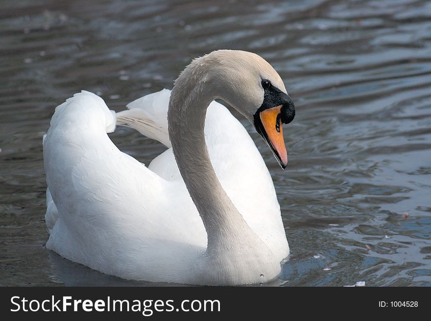 White swan swimming across lake