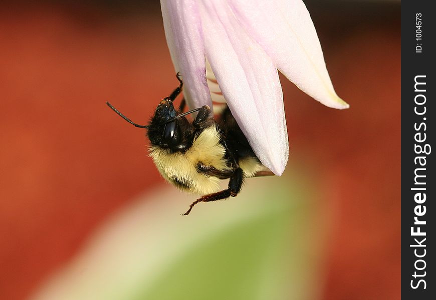Macro image of a bumble bee climbing out of a hosta blossom. Macro image of a bumble bee climbing out of a hosta blossom.