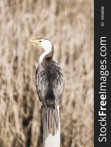 A cormorant sitting on a post. Haumoana Wetlands, Hawke's Bay, New Zealand