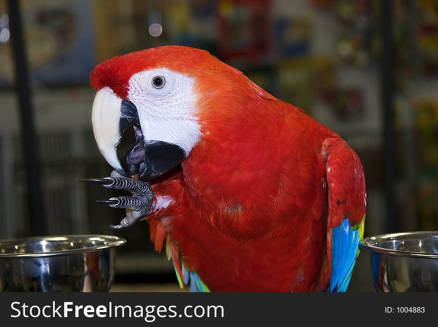 Scarlet Macaw in a Pet Store