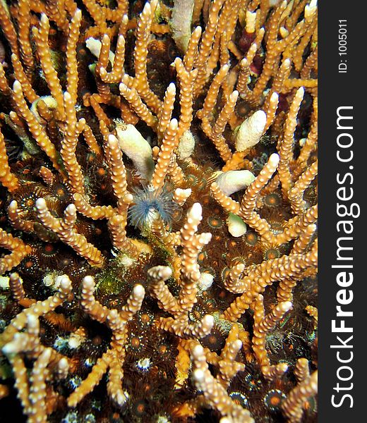 Details of hardcoral colony. Details of hardcoral colony
