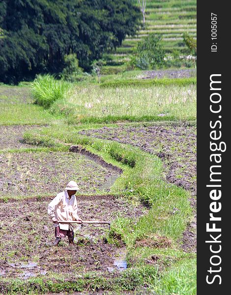 Working Men on an field - indonesia, island bali