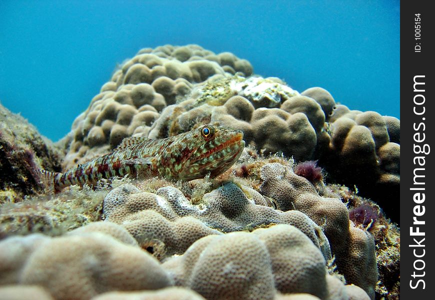 This lizardfish can lay very still, awaiting for passing prey. This lizardfish can lay very still, awaiting for passing prey.