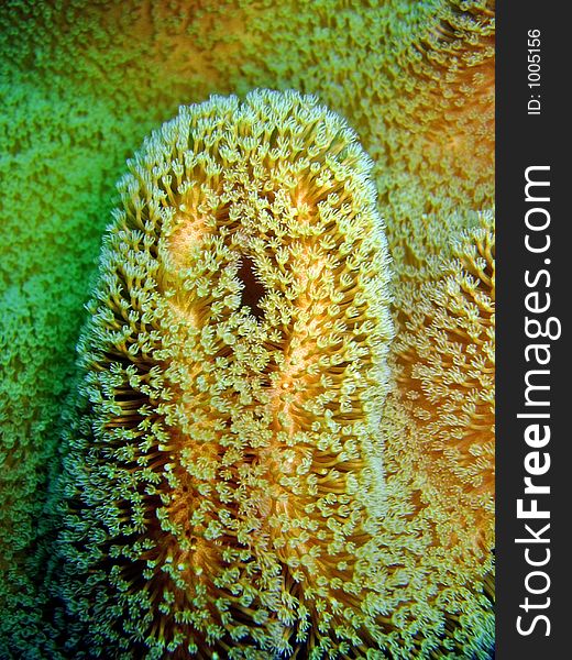 Detail of a soft coral species. Detail of a soft coral species