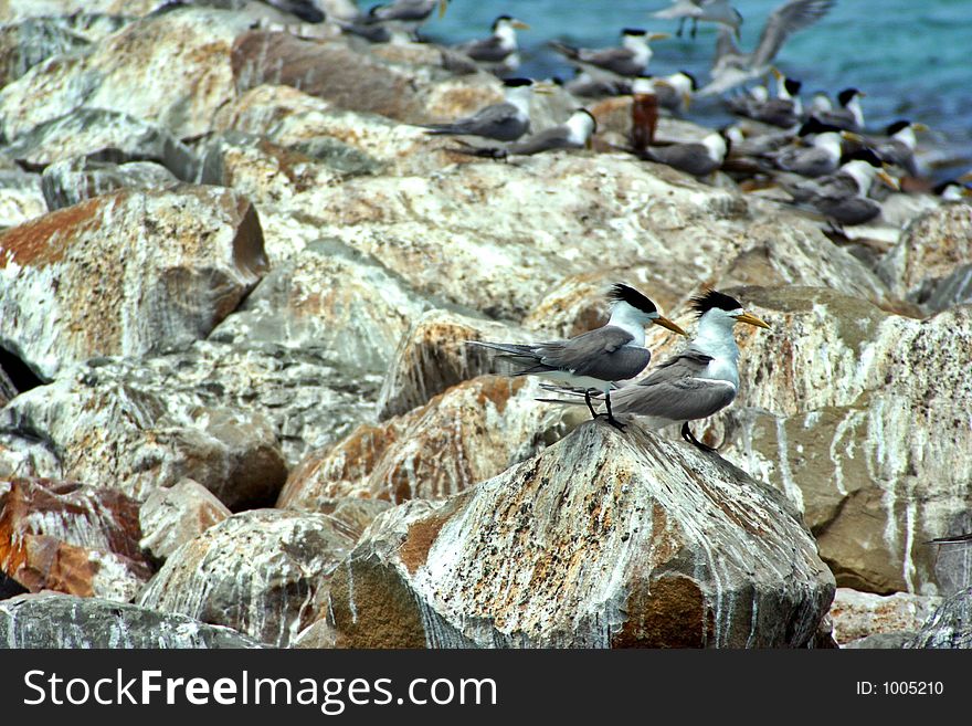 Seabirds resting. Seabirds resting