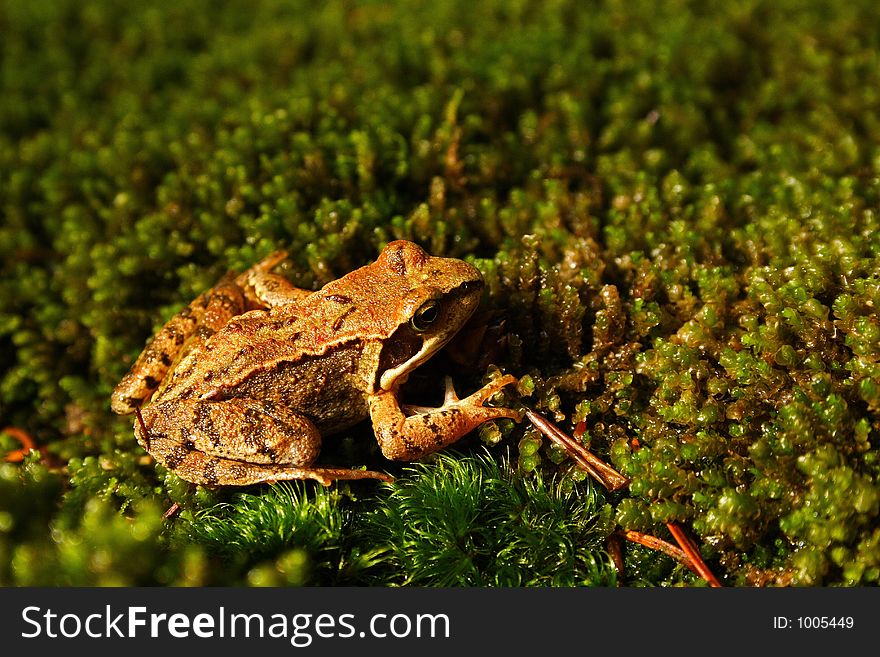 Frog On The Moss