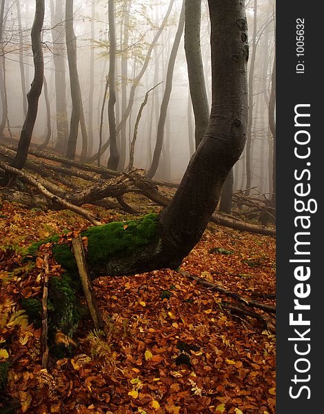 Foggy forest in Giant mountains