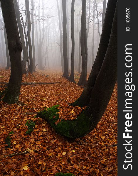 Foggy forest in Giant mountains