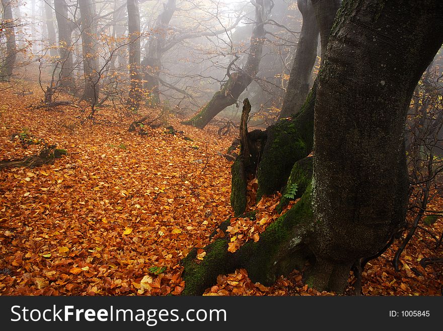 Foggy Forest In Giant Mountains
