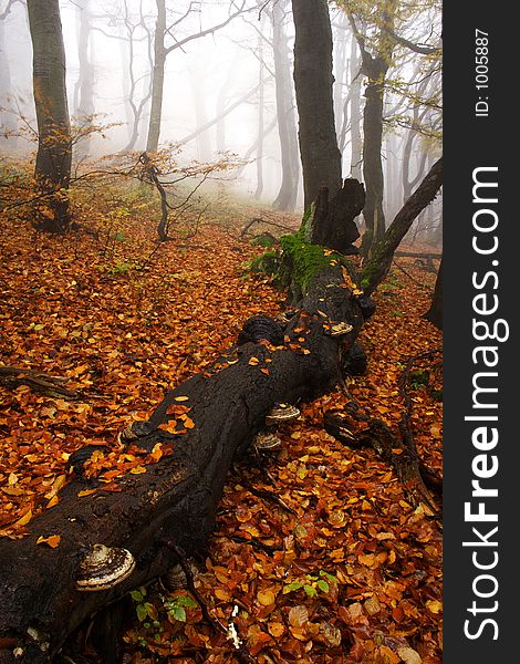 Foggy autumn day in Rýchorský prales in Giant mountains in Czech republic. Really mysterious place. Foggy autumn day in Rýchorský prales in Giant mountains in Czech republic. Really mysterious place.