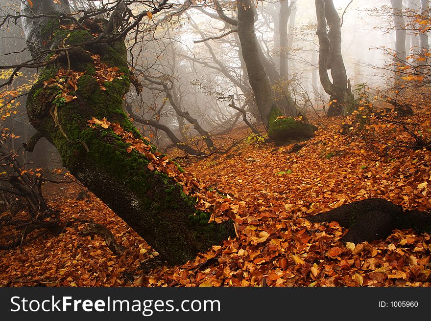 Foggy Forest In Giant Mountains
