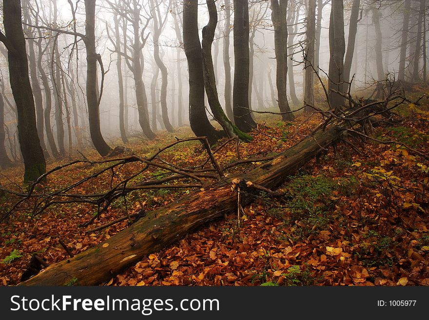 Foggy forest in Giant mountains