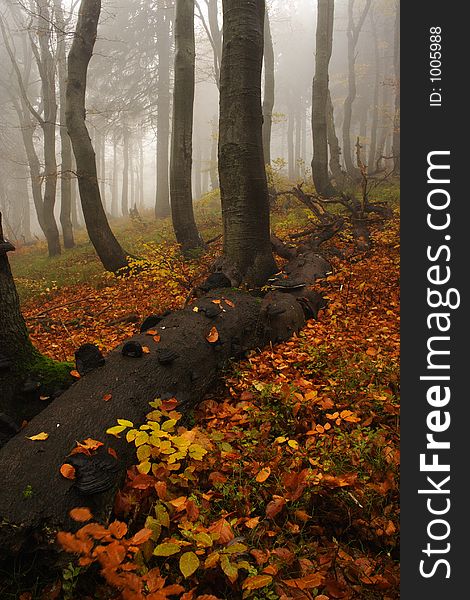 Foggy forest in Giant mountains