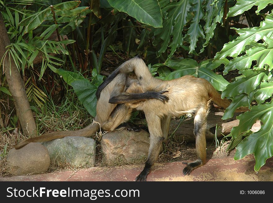 Two spider monkeys embracing. Two spider monkeys embracing