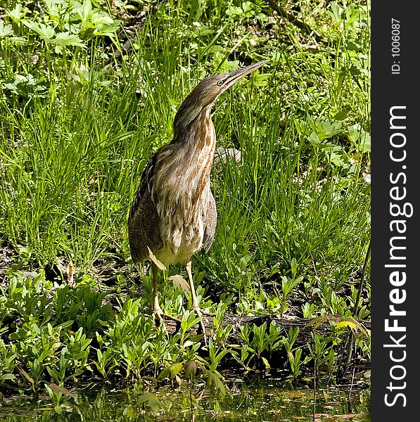 American Bittern in the Cuyahoga Valley National Park, Ohio USA, posing on bank