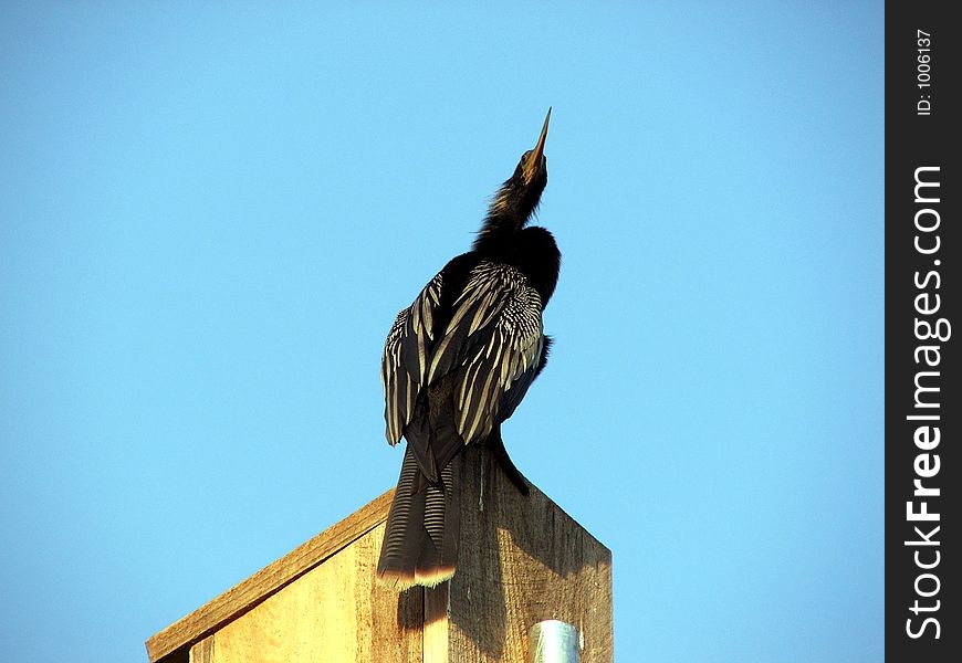 Caught in the warm glow of the sun, this male anhinga sits and surveys the land. Caught in the warm glow of the sun, this male anhinga sits and surveys the land.