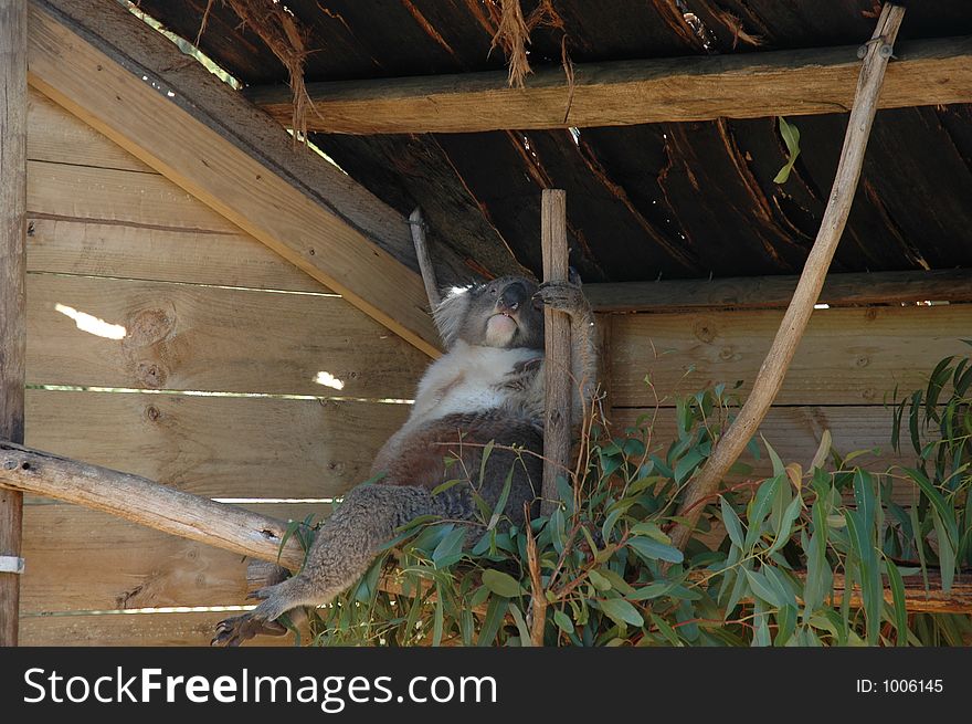 Koala lounging in his enclosure at the zoo. Koala lounging in his enclosure at the zoo