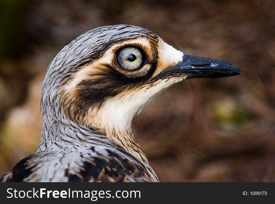 A closeup shot of a Bush Thick-Knee - an Australian native bird.