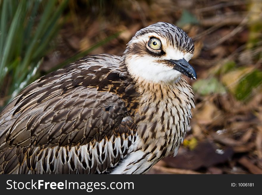 A closeup shot of a Bush Thick-Knee - an Australian native bird. A closeup shot of a Bush Thick-Knee - an Australian native bird.