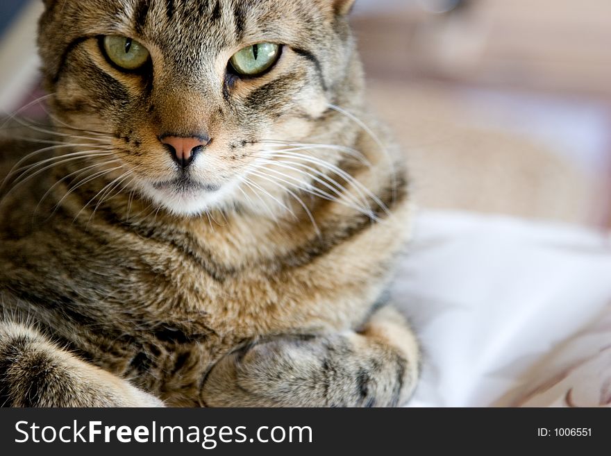 A beautifully striped tabby cat looks at the camera with disdain.  Room on the right for text. A beautifully striped tabby cat looks at the camera with disdain.  Room on the right for text.