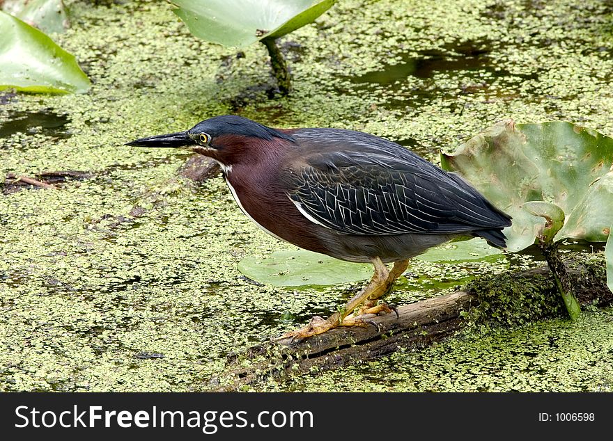 Green Heron standing on log surrounded by water