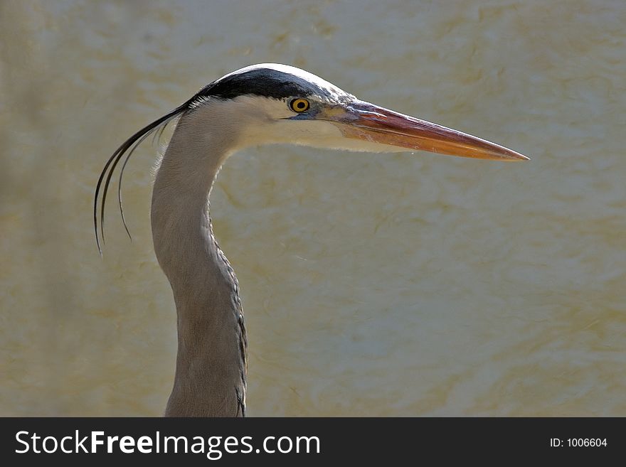 Great Blue Heron headshot