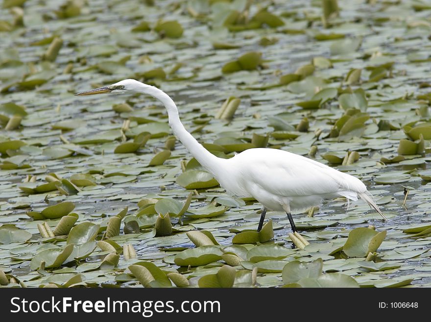 Great Egret hunting in marsh