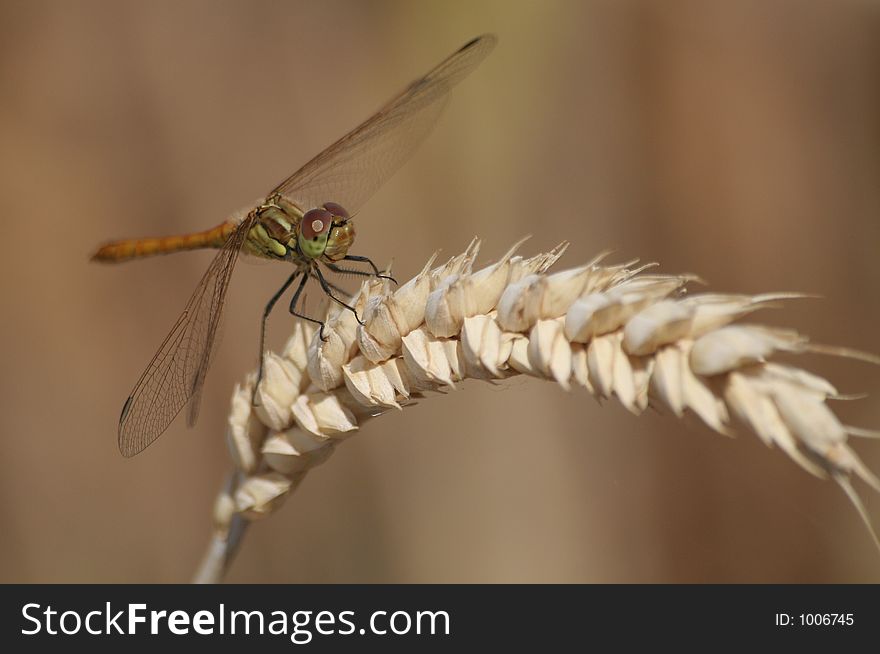 Dragonfly sitting on the ear of cereal