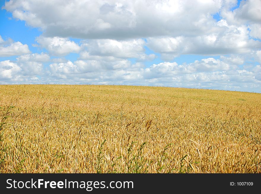 Field With blue cloudy sky. Field With blue cloudy sky
