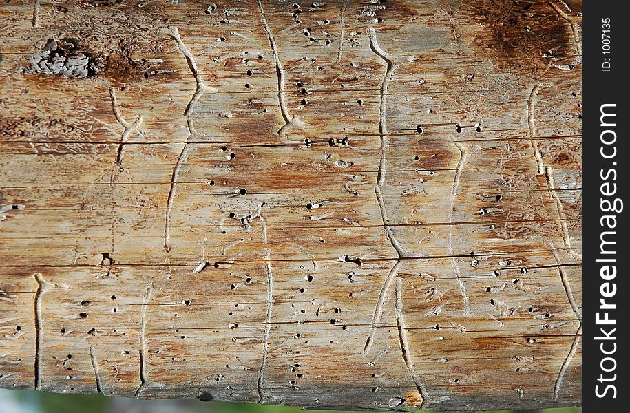 Pine plank with worm-holes