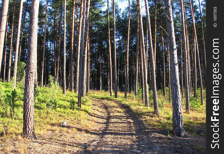 Coniferous forest; early morning in forest