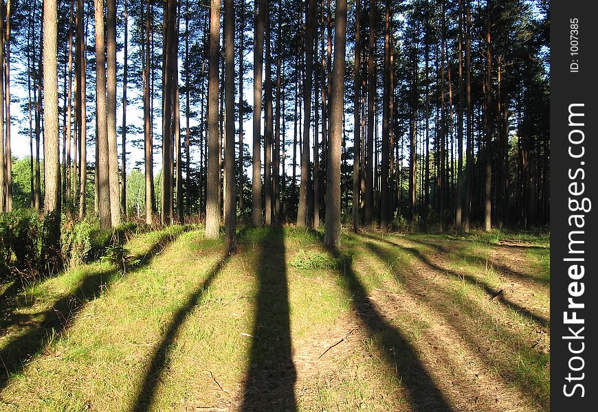 Coniferous forest; early morning in forest