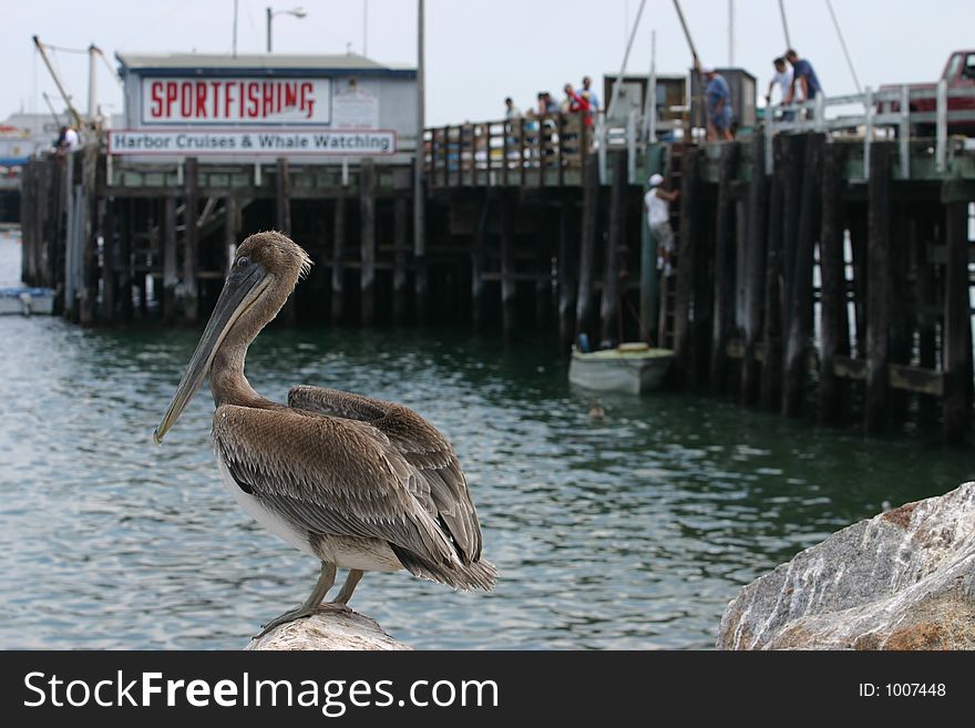Pelican standing by ocean and dock behind. Pelican standing by ocean and dock behind