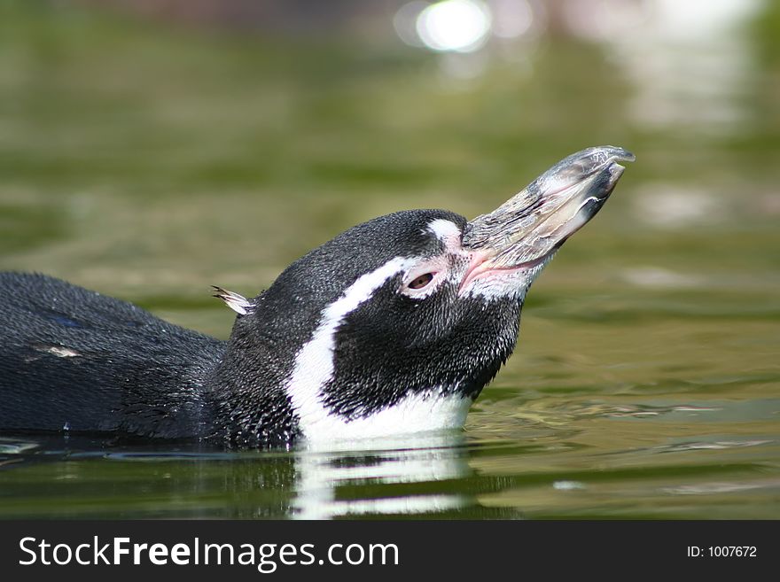 Swimming penguin