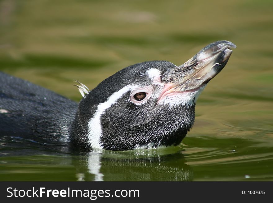 Swimming penguin