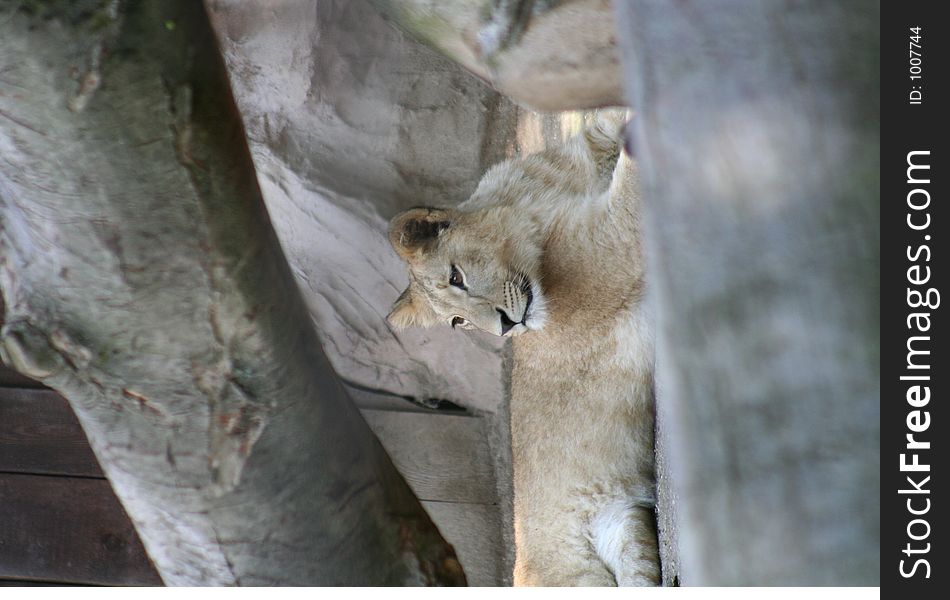 Lazy lioness