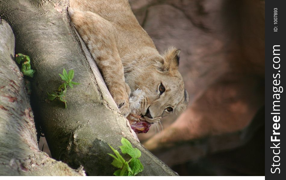 Young hungry lioness