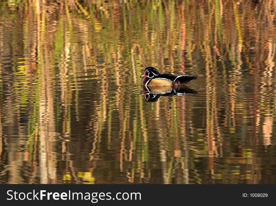 Male Wood Duck swimming in pond. Male Wood Duck swimming in pond