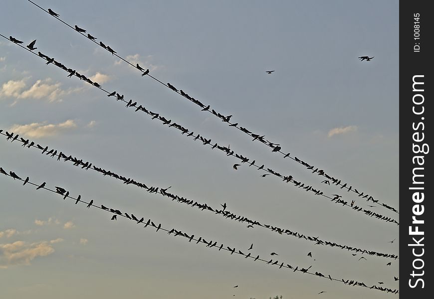 This image of the many birds sitting on the wires was taken in the Flathead Valley of western MT. This image of the many birds sitting on the wires was taken in the Flathead Valley of western MT.