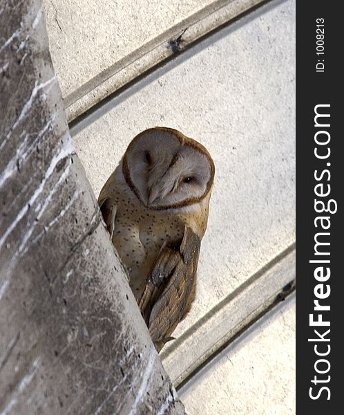 Barn Owl sitting in silo lookin down. Barn Owl sitting in silo lookin down