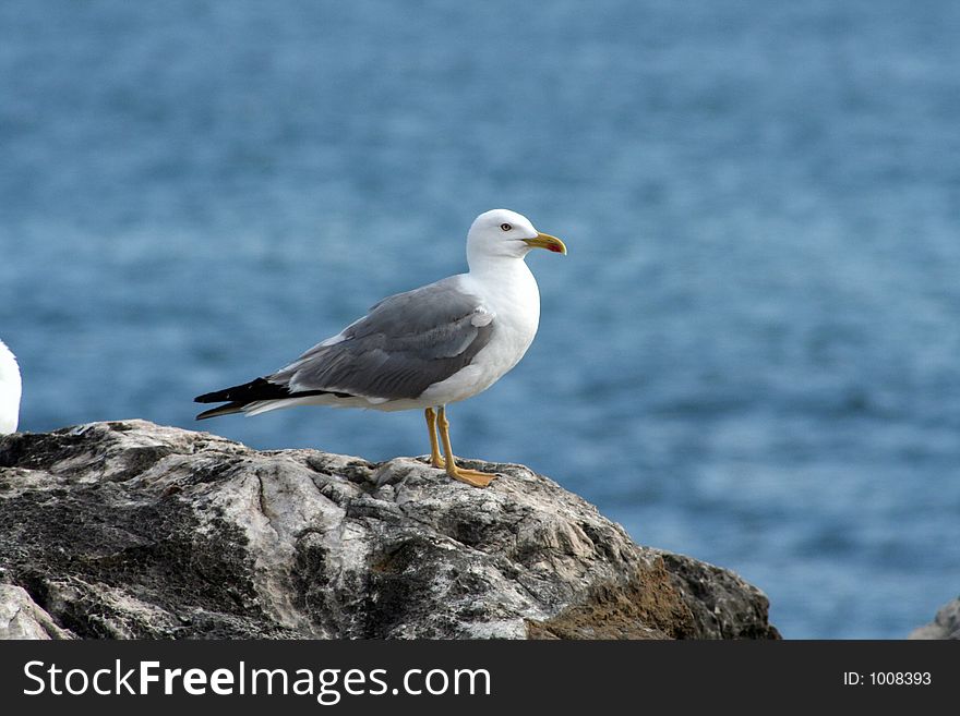 Seagull on the clif