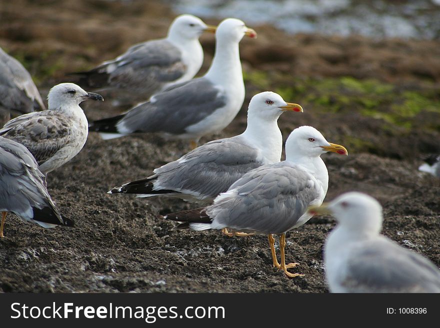Seagull Family