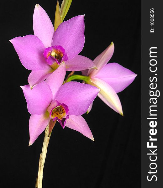 Laelia Anceps