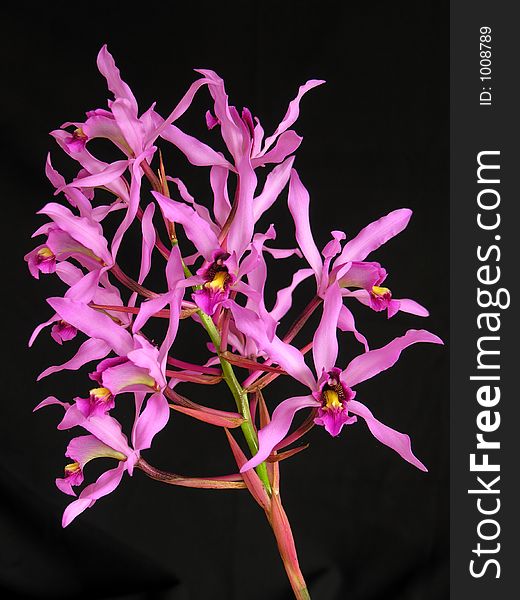 Orchid specie from Central America. Orchid specie from Central America